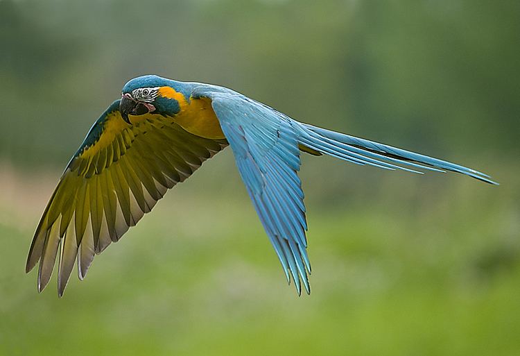 Blue-throated macaw BlueThroated Macaw Facts Pet Care Personality Pictures Singing