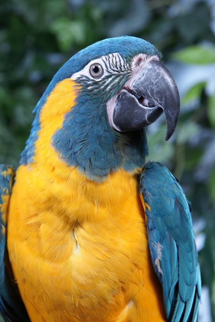 Blue-throated macaw BlueThroated Macaw Ara glaucogularis previously Ara caninde
