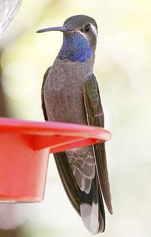 Blue-throated mountaingem Bluethroated mountaingem Wikipedia