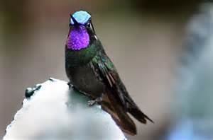 Blue-throated mountaingem More on Lampornis Bluethroated Hummingbirds