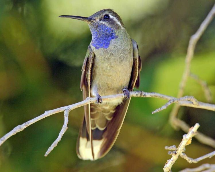 Blue-throated mountaingem 1000 images about Beautiful BlueThroated Hummingbird Photography