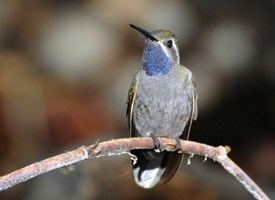 Blue-throated mountaingem Bluethroated Hummingbird Identification All About Birds Cornell