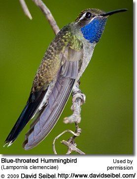 Blue-throated mountaingem BlueThroated Hummingbirds Lampornis clemenciae