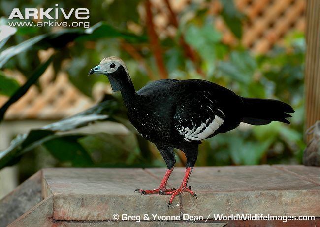 Blue-throated piping guan Bluethroated pipingguan videos photos and facts Pipile