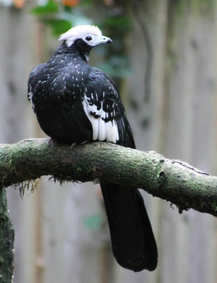 Blue-throated piping guan Bluethroated piping guan ZooChat