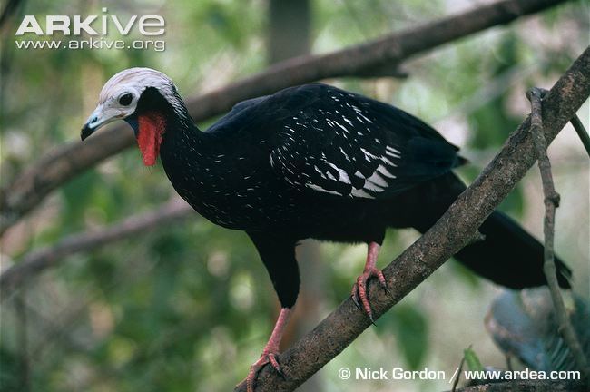 Blue-throated piping guan Bluethroated pipingguan photo Pipile cumanensis G140824 ARKive