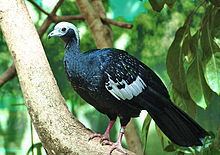 Blue-throated piping guan Bluethroated piping guan Wikipedia