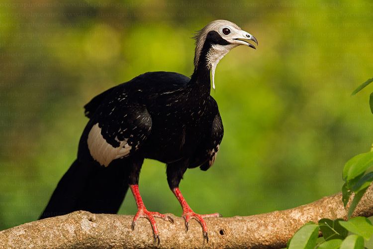 Blue-throated piping guan HidePhotography Home