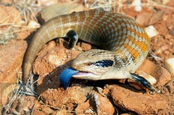 Blue-tongued skink 1000 images about Blue tongued skink on Pinterest Blue Lizards