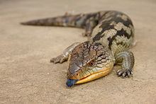 Blue-tongued skink httpsuploadwikimediaorgwikipediacommonsthu