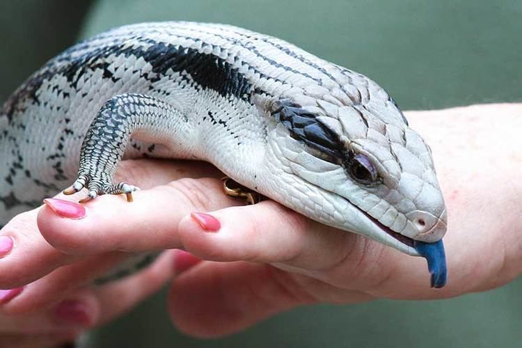 Blue-tongued skink Feeding Precautions of the Blue Tongue Skink