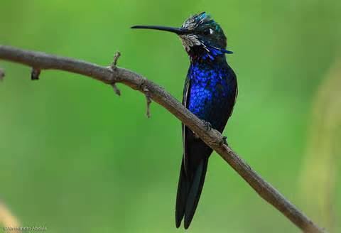 Blue-tufted starthroat More on Heliomaster furcifer Bluetufted Starthroat