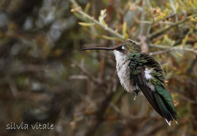 Blue-tufted starthroat Bluetufted Starthroat Heliomaster furcifer videos photos and