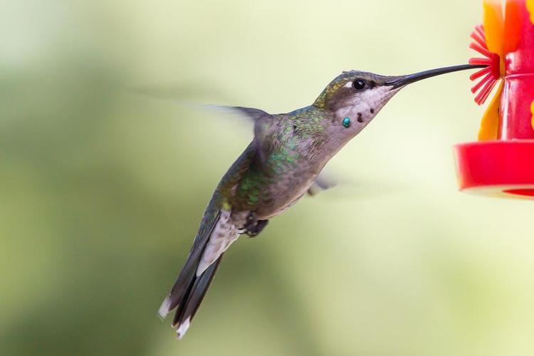 Blue-tufted starthroat Bluetufted Starthroat Heliomaster furcifer videos photos and