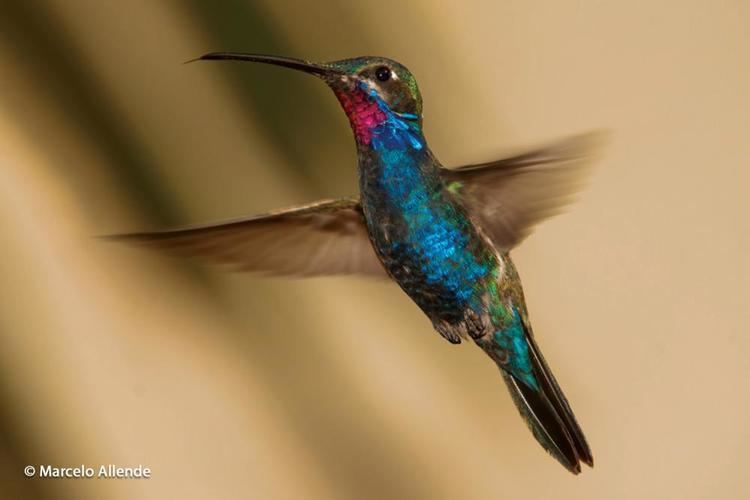 Blue-tufted starthroat Bluetufted Starthroat Heliomaster furcifer videos photos and