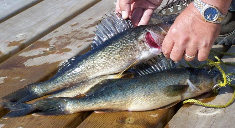 Blue walleye Blue Walleye Fishing Ontario Medicine Stone Resort