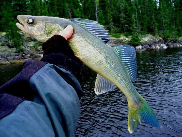 Blue walleye Blue Walleye Wilderness Trapping and Living Trappermancom Forums