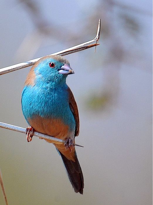 Blue waxbill 1000 images about Waxbills on Pinterest Bokeh photography Africa