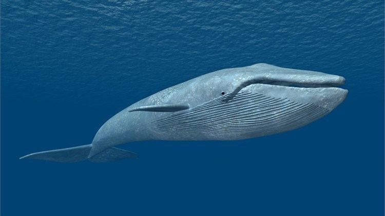 Blue whale Kingdom of the Blue Whale National Geographic