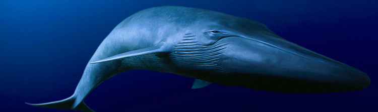 Blue whale Blue whale WWF