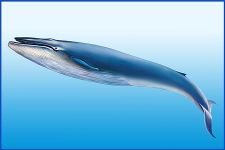 Blue whale Blue Whale Facts Breathtaking Gentle Giants of the Ocean