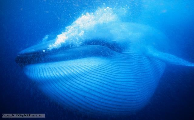 Blue whale BBC Nature Blue whale videos news and facts