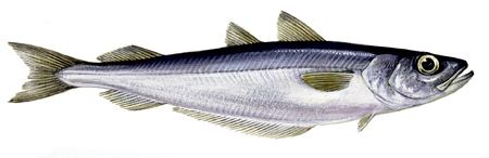 Blue whiting Blue Whiting Bord Iascaigh Mhara