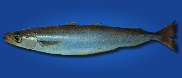 Blue whiting Southern Blue Whiting Micromesistius australis United Fisheries