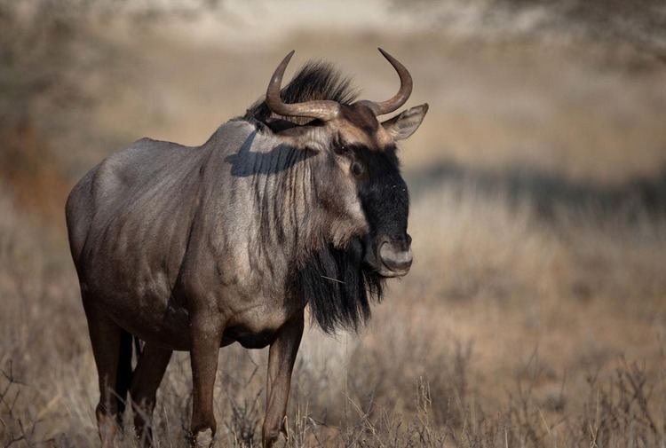Blue wildebeest 1000 ideas about Blue Wildebeest on Pinterest African animals