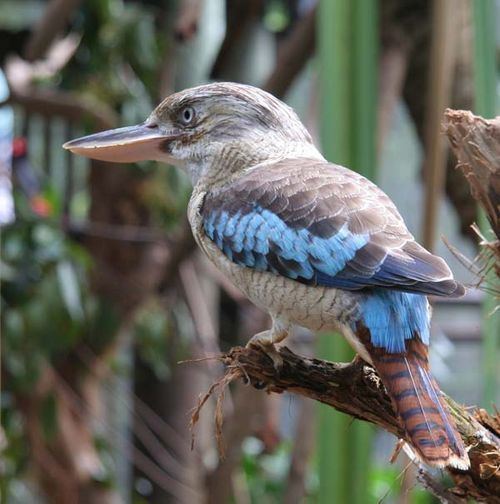 Blue-winged kookaburra Bluewinged Kookaburra Dacelo leachii