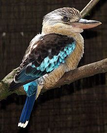Blue-winged kookaburra httpsuploadwikimediaorgwikipediacommonsthu