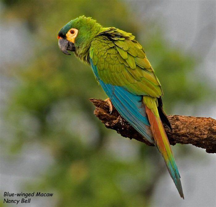 Blue-winged macaw wwwmangoverdecomwbgimages00000017291jpg