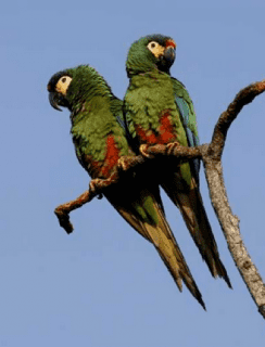 Blue-winged macaw Bluewinged Macaw Primolius maracana Parrot Encyclopedia