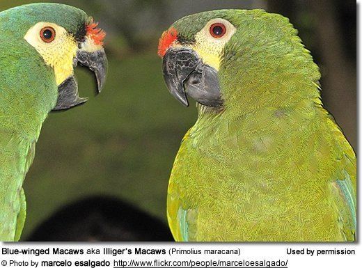Blue-winged macaw Illiger39s Mini Macaw or Bluewinged Macaw Primolius maracana