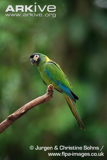 Blue-winged macaw Bluewinged macaw photo Primolius maracana G58516 ARKive