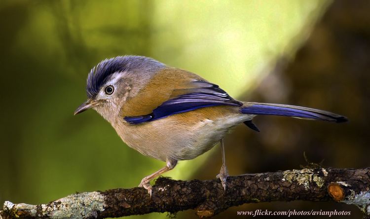 Blue-winged minla Bluewinged Minla Minla cyanouroptera Fang Chiang Mai Flickr