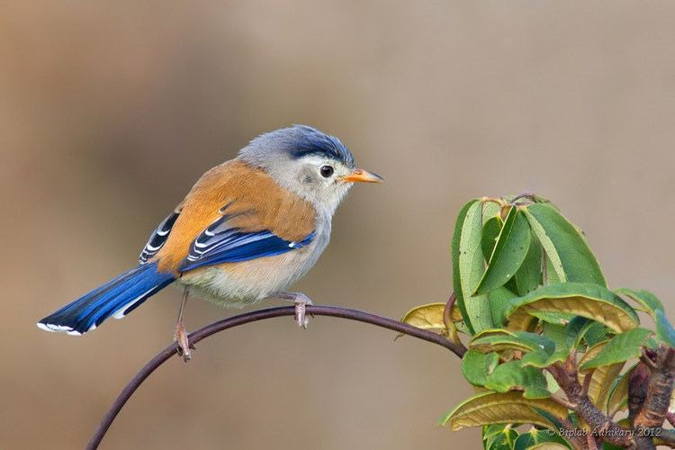 Blue-winged minla Bluewinged Minla Singalila National Park WB India Novem
