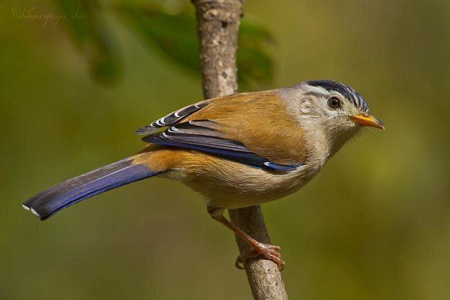 Blue-winged minla Oriental Bird Club Image Database Bluewinged Minla Minla