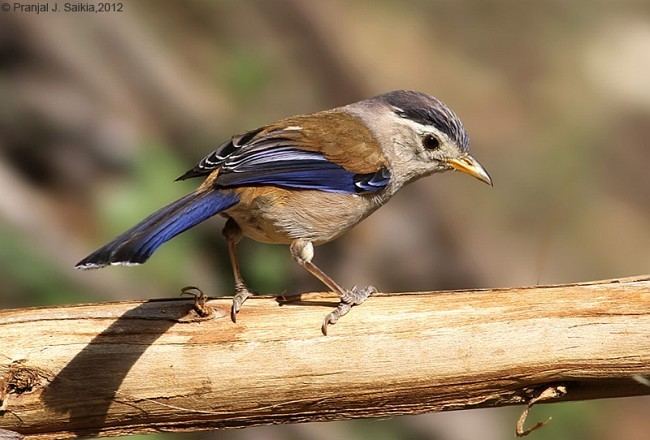 Blue-winged minla Oriental Bird Club Image Database Bluewinged Minla Minla