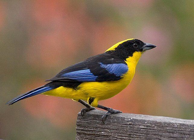 Blue-winged mountain tanager Mangoverde World Bird Guide Photo Page Bluewinged MountainTanager