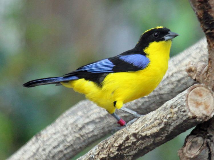 Blue-winged mountain tanager FileBluewinged MountainTanager RWDjpg Wikimedia Commons