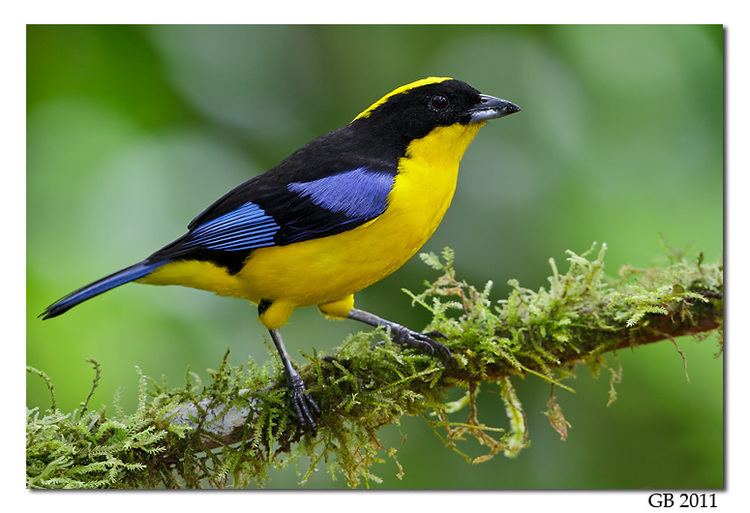 Blue-winged mountain tanager BLUEWINGED MOUNTAIN