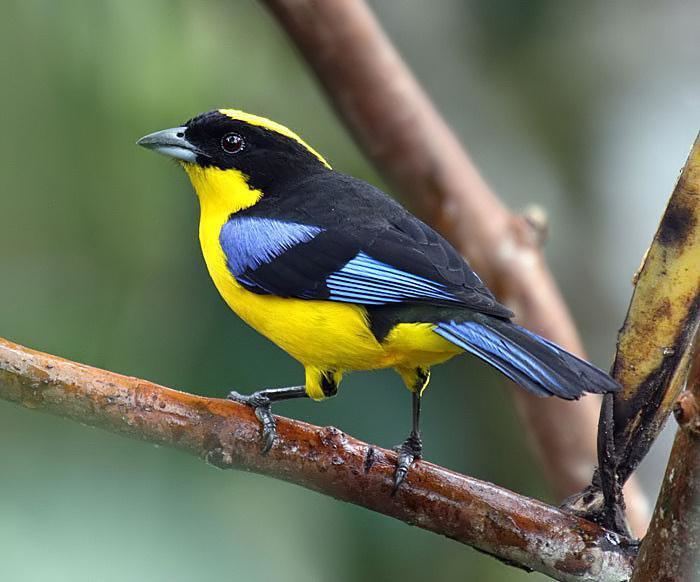 Blue-winged mountain tanager Bluewinged Mountaintanager Anisognathus somptuosus videos