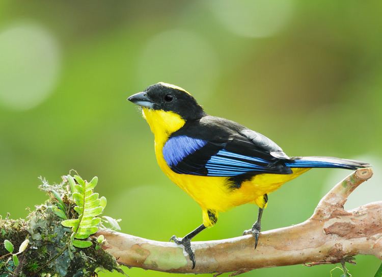 Blue-winged mountain tanager BluewingedMountainTanagerp
