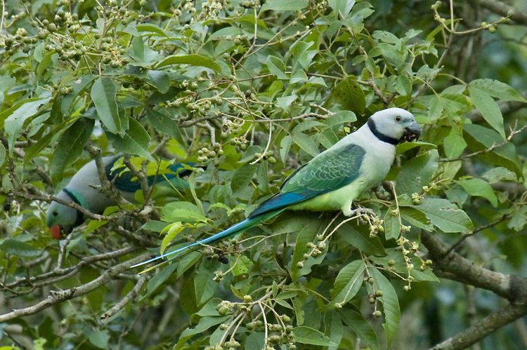 Blue-winged parakeet FileBluewinged Parakeet pair by NA Nazeerjpg Wikimedia Commons