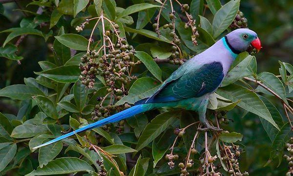 Blue-winged parakeet 1000 images about perruche malabar on Pinterest Forests Blue and