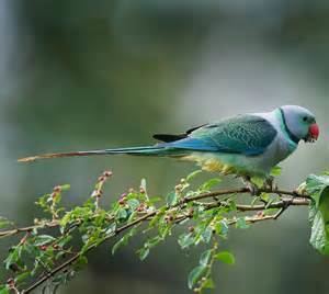 Blue-winged parakeet More on Psittacula columboides Malabar Parakeet