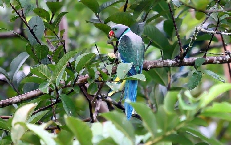 Blue-winged parakeet FileBluewinged Parakeetjpg Wikimedia Commons