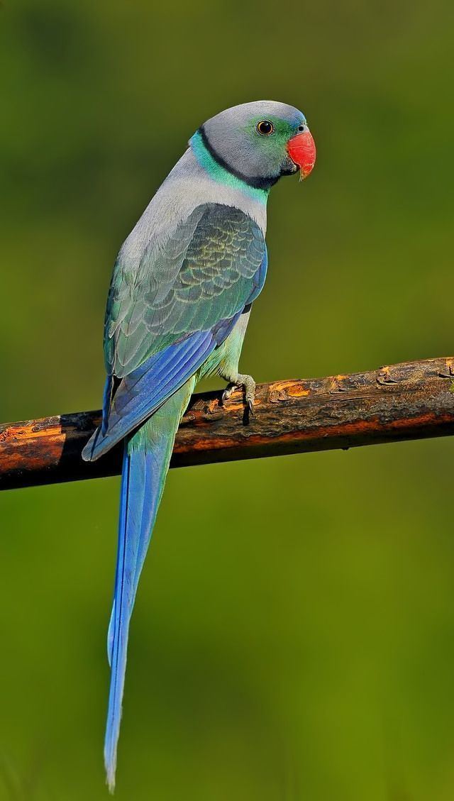 Blue winged parakeet - Alchetron, The Free Social Encyclopedia