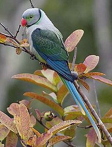 Blue-winged parakeet httpsuploadwikimediaorgwikipediacommonsthu